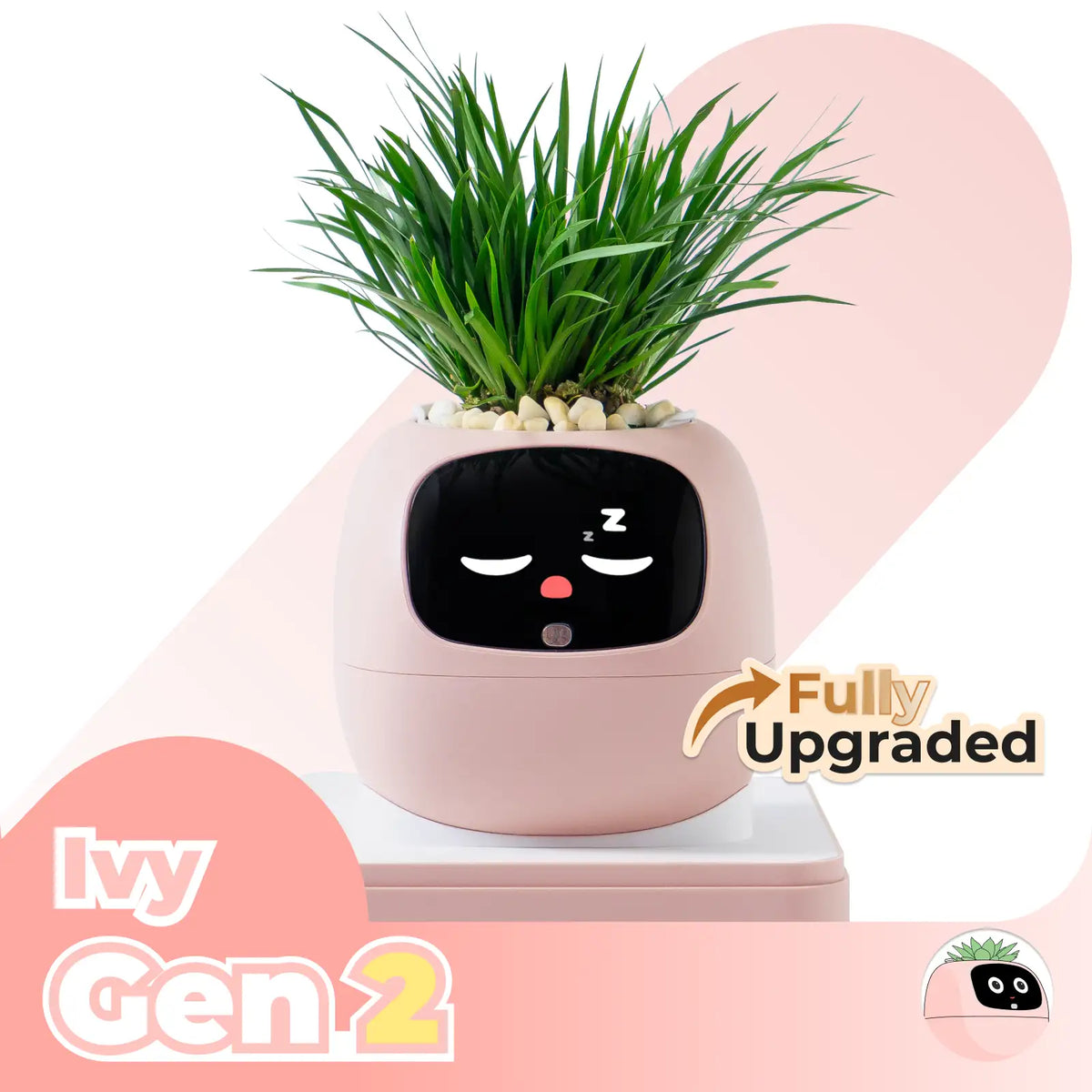 Ivy Desk Plant Pet