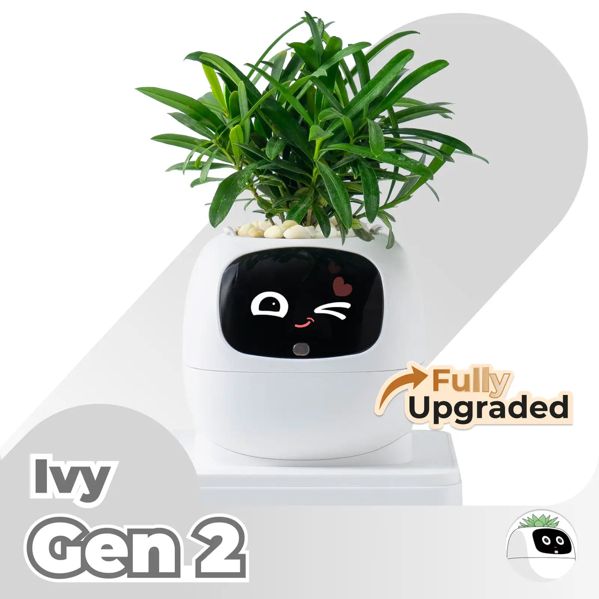 Ivy Desk Plant Pet