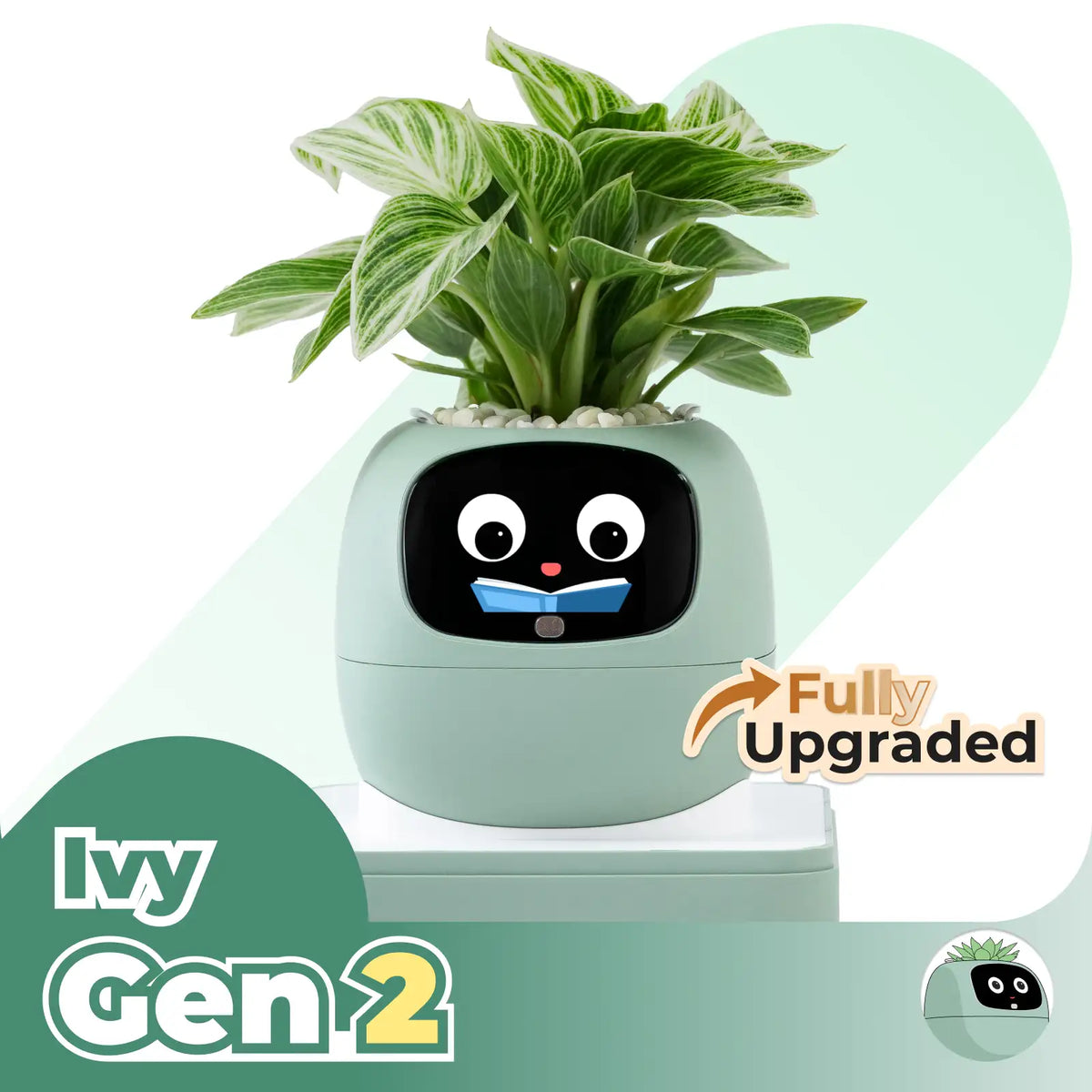 Ivy Desk Plant Pet