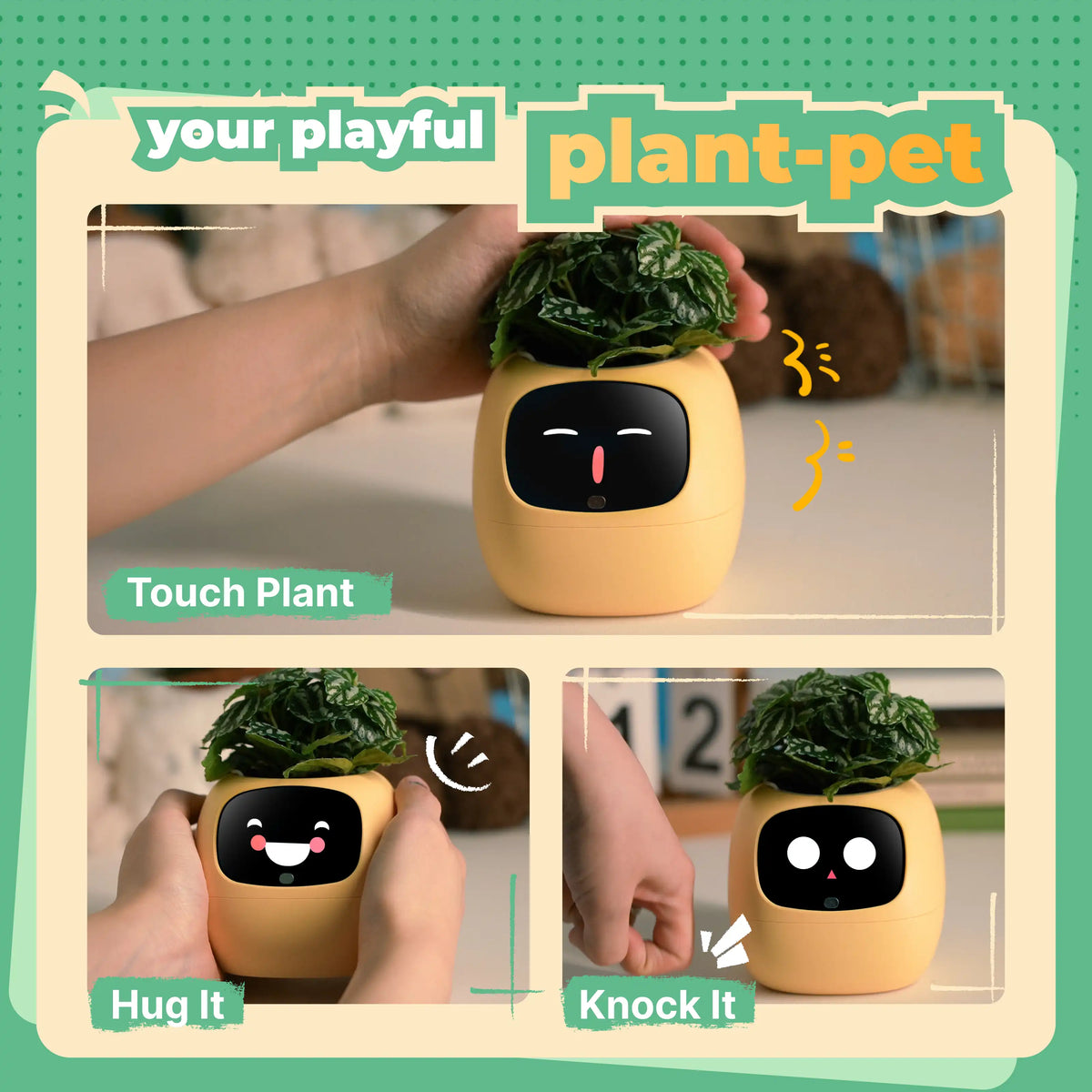 Ivy Desk Plant Pet