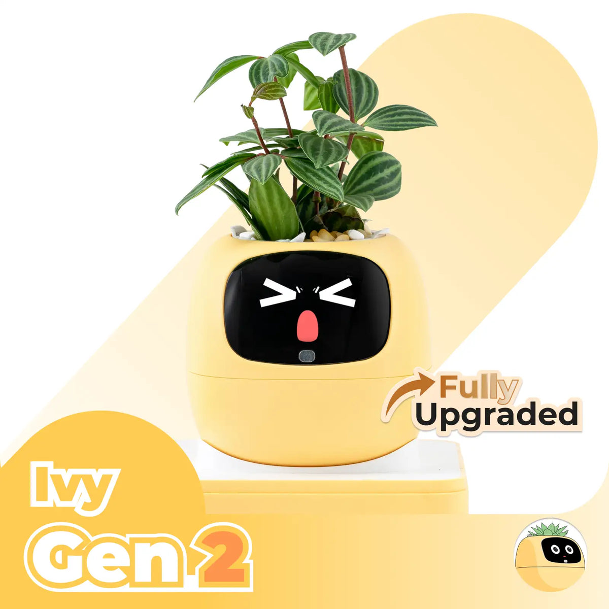 Ivy Desk Plant Pet